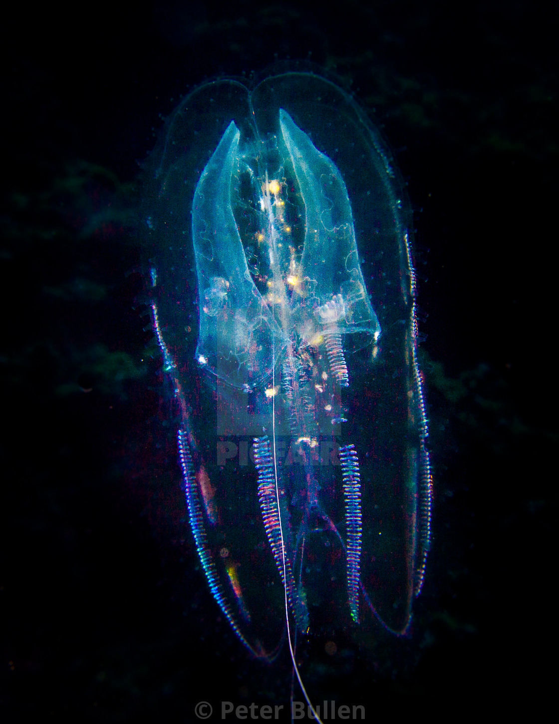 "Comb jelly 2" stock image