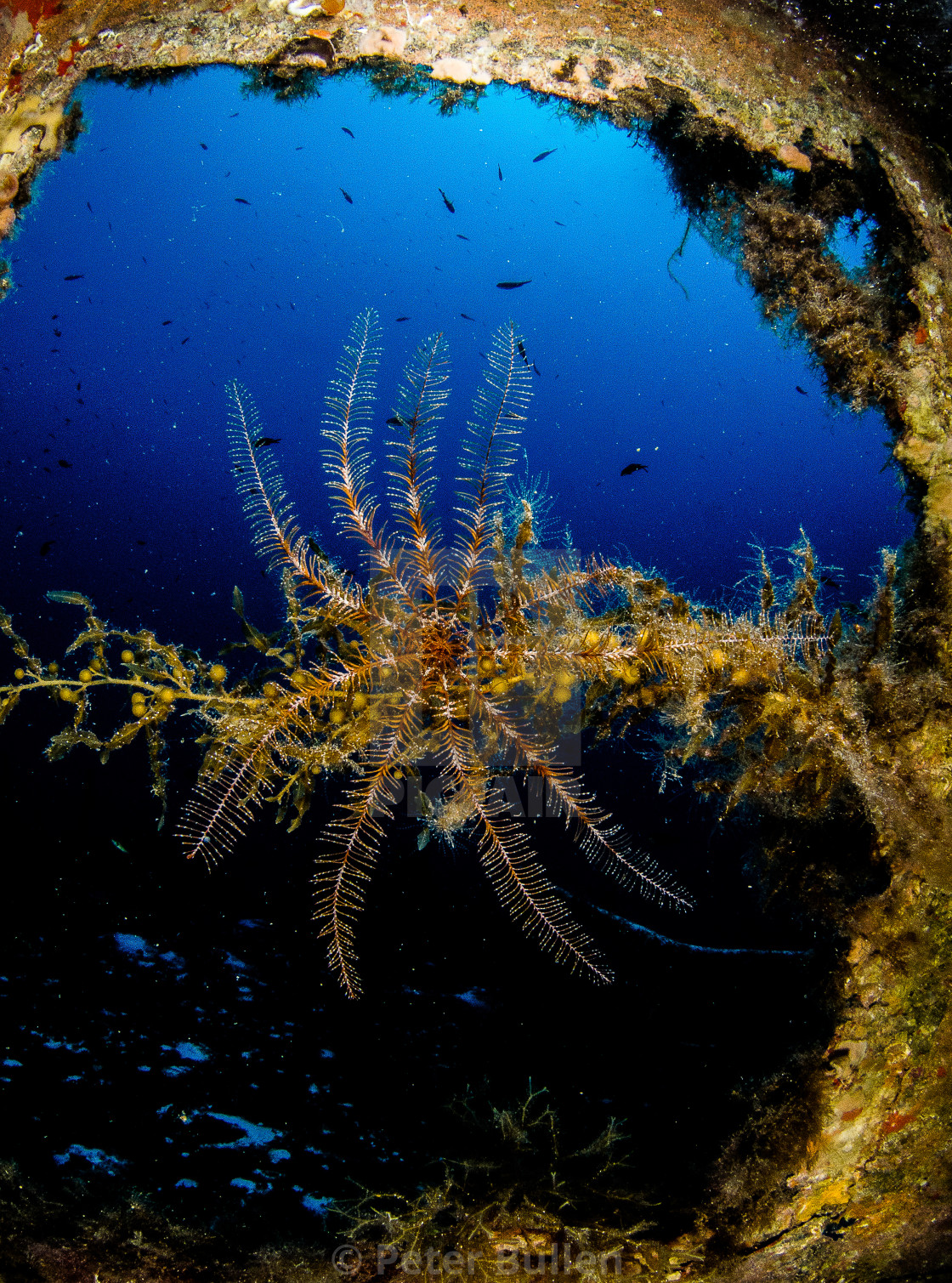 "Crinoid (Feather star) in the window" stock image