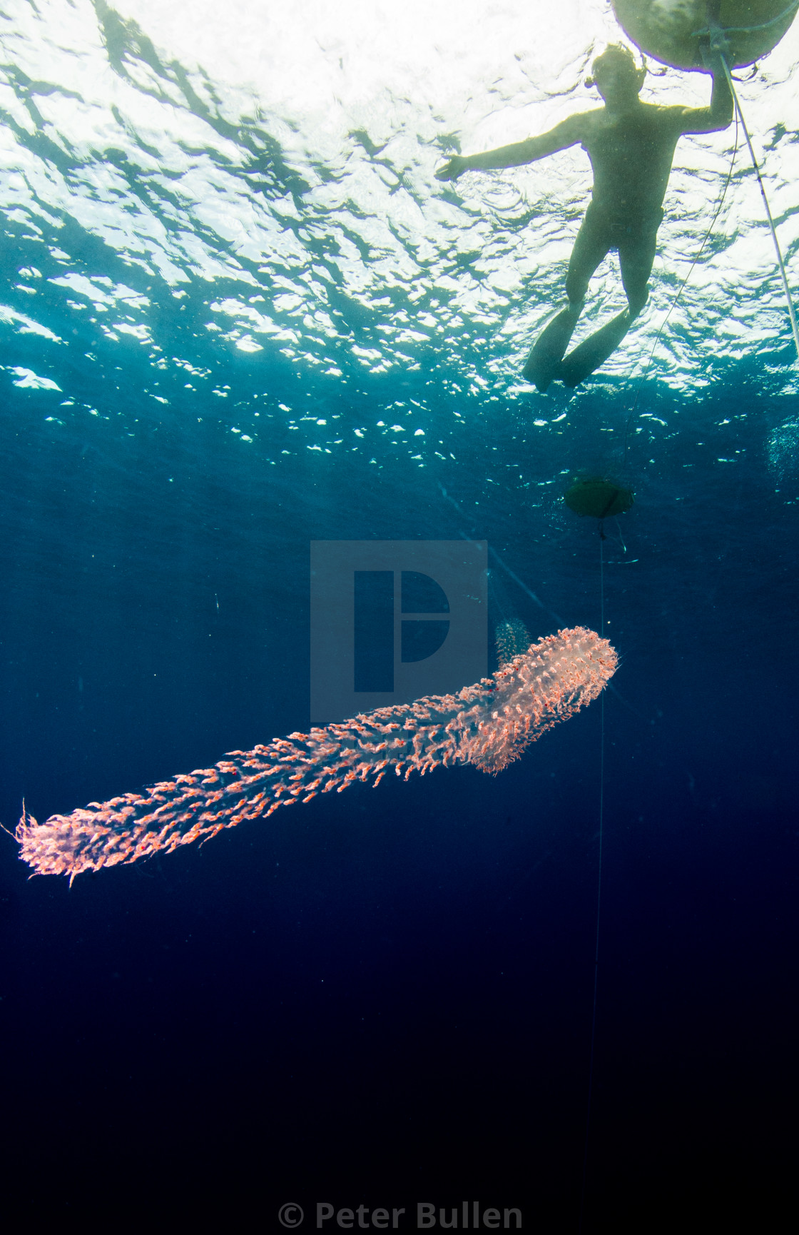 "A Fire Salp nelow a free diver" stock image