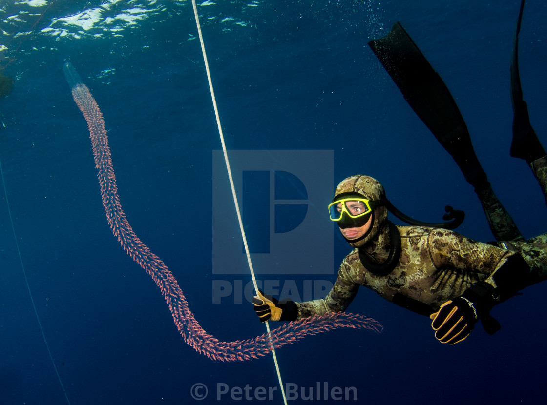 "Free Diver meets Feather Boa" stock image