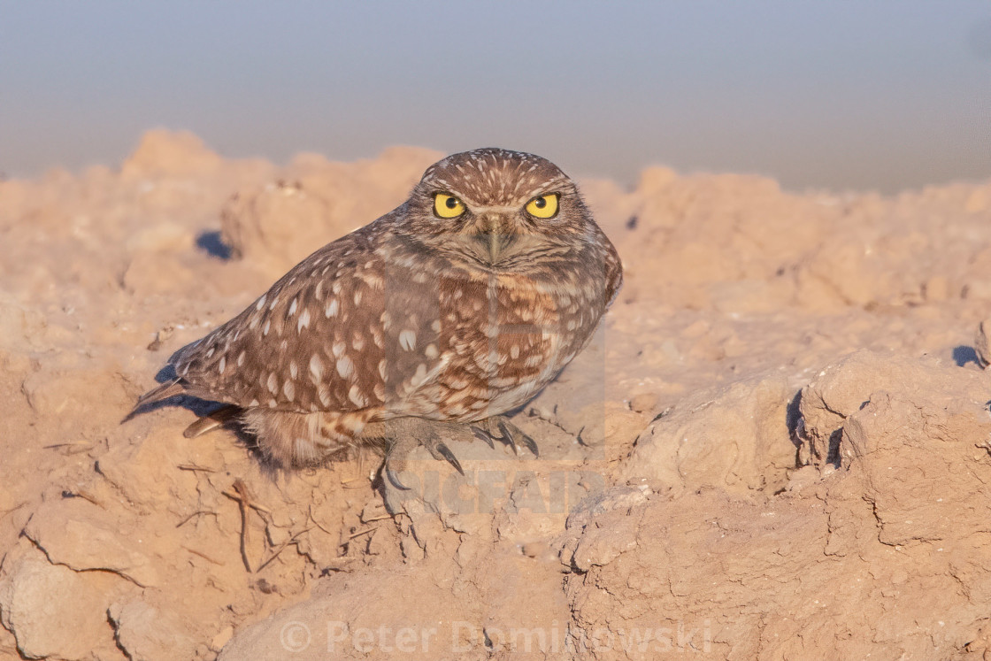 "Burrowing Owl" stock image