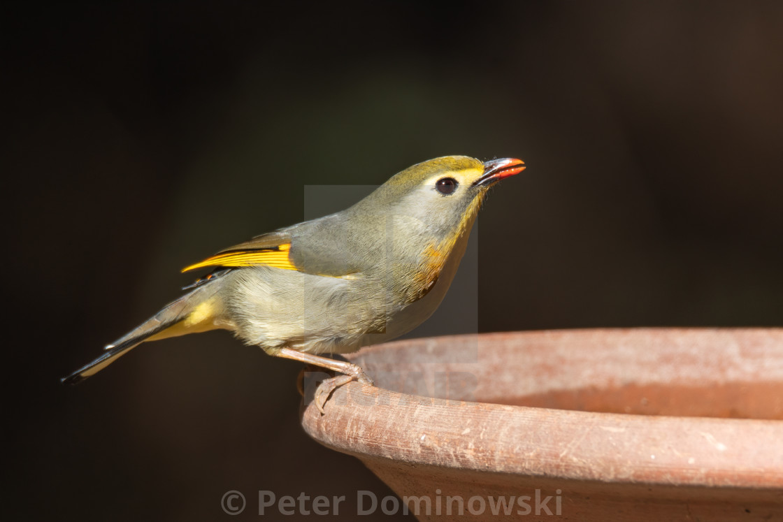 "Red Billed Leiothrix" stock image