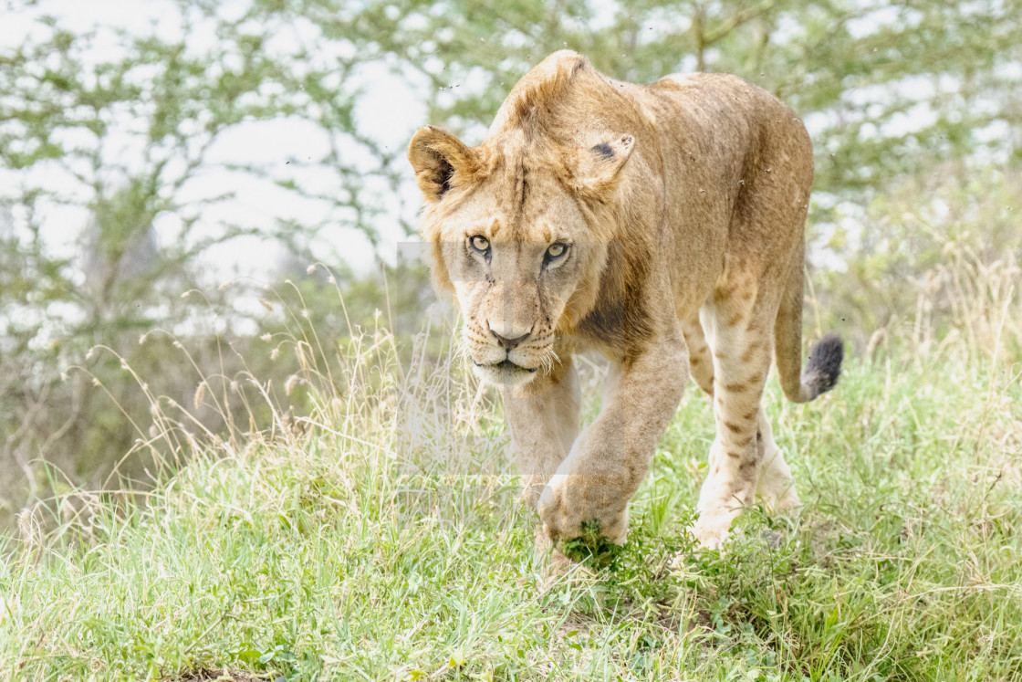 "Lioness Walking" stock image