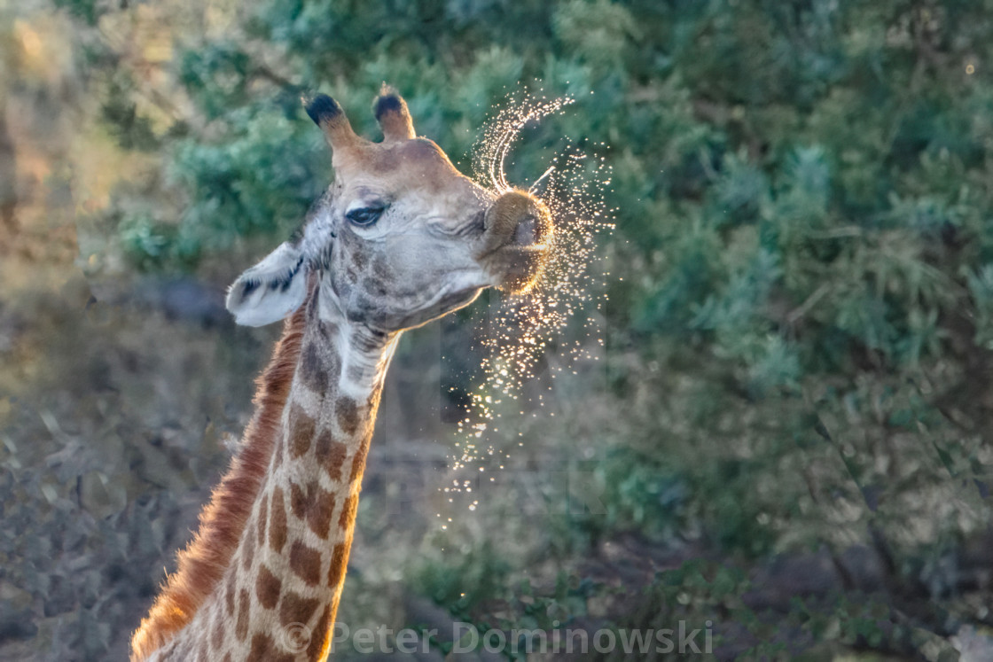 "Giraffe Water Spray" stock image