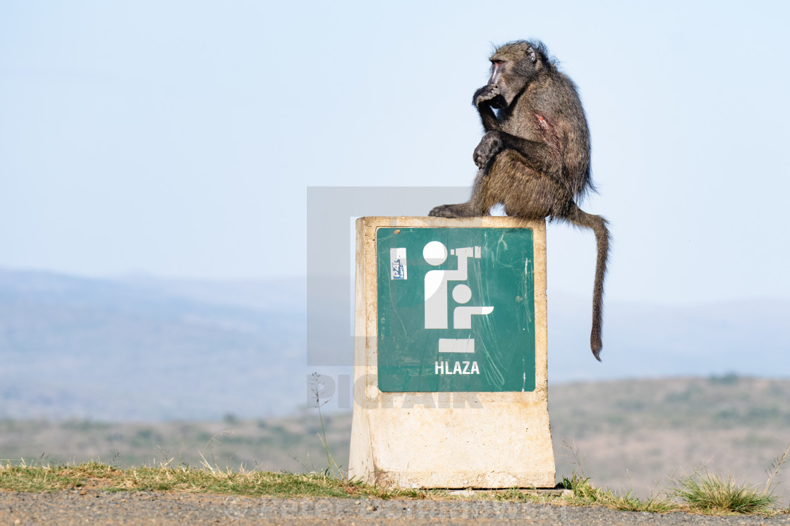 "Baboon at Overlook" stock image