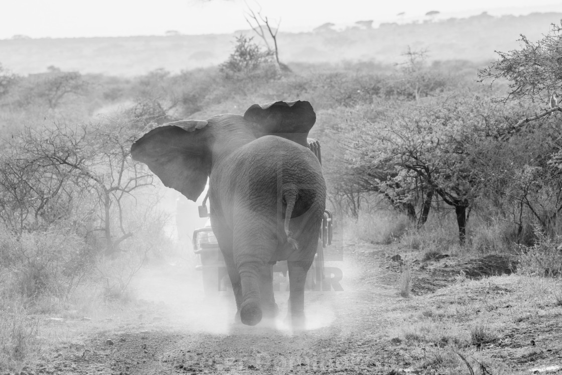 "Elephant Charging" stock image