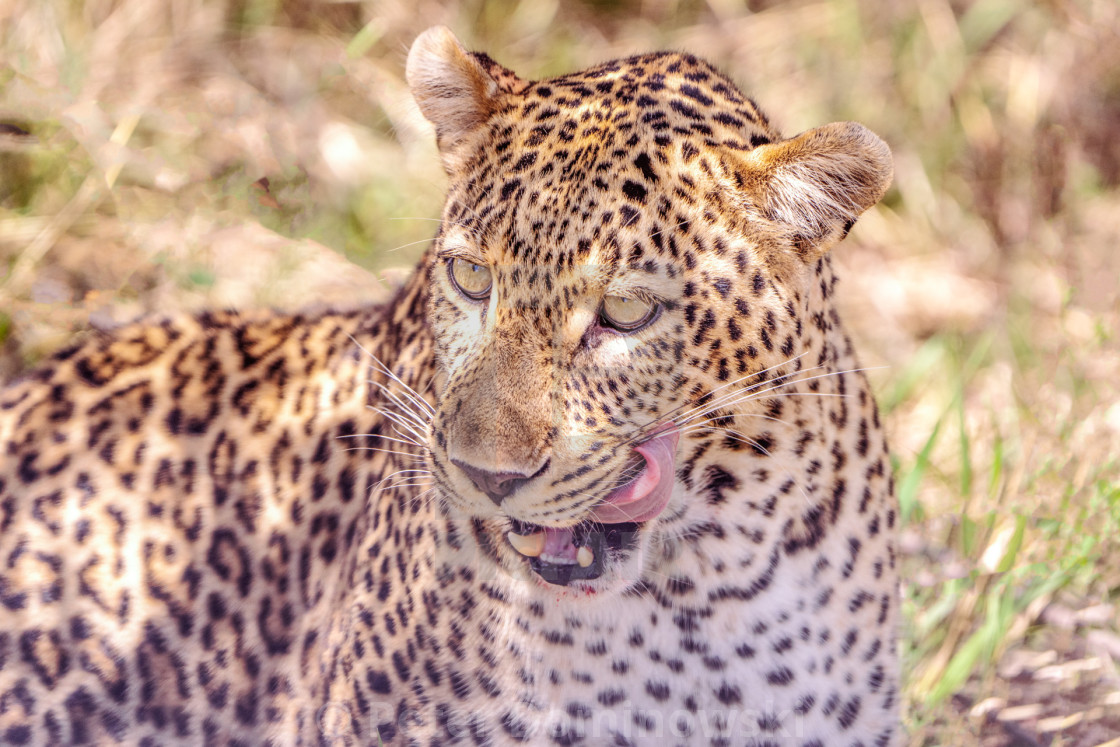 "Leopard Licking" stock image