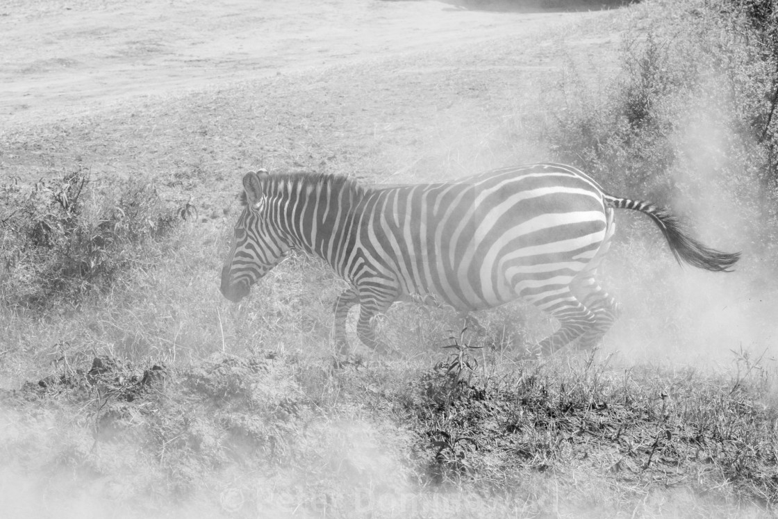 "Zebra Migration" stock image