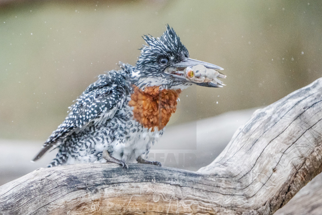 "Giant Kingfisher with Fish" stock image