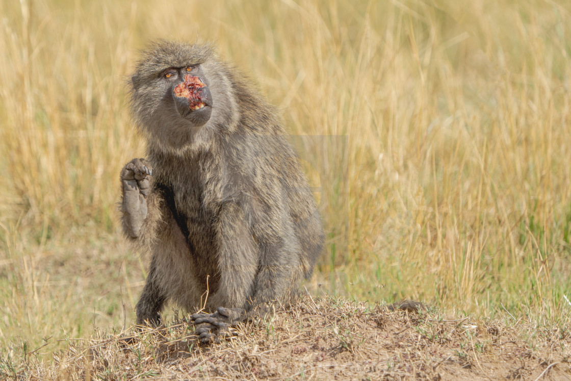 "Baboon Alone" stock image