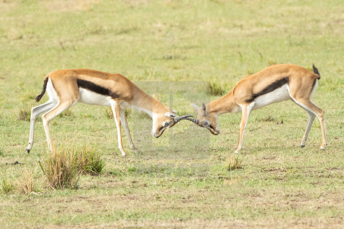 "Thomson's Gazelle Duel" stock image