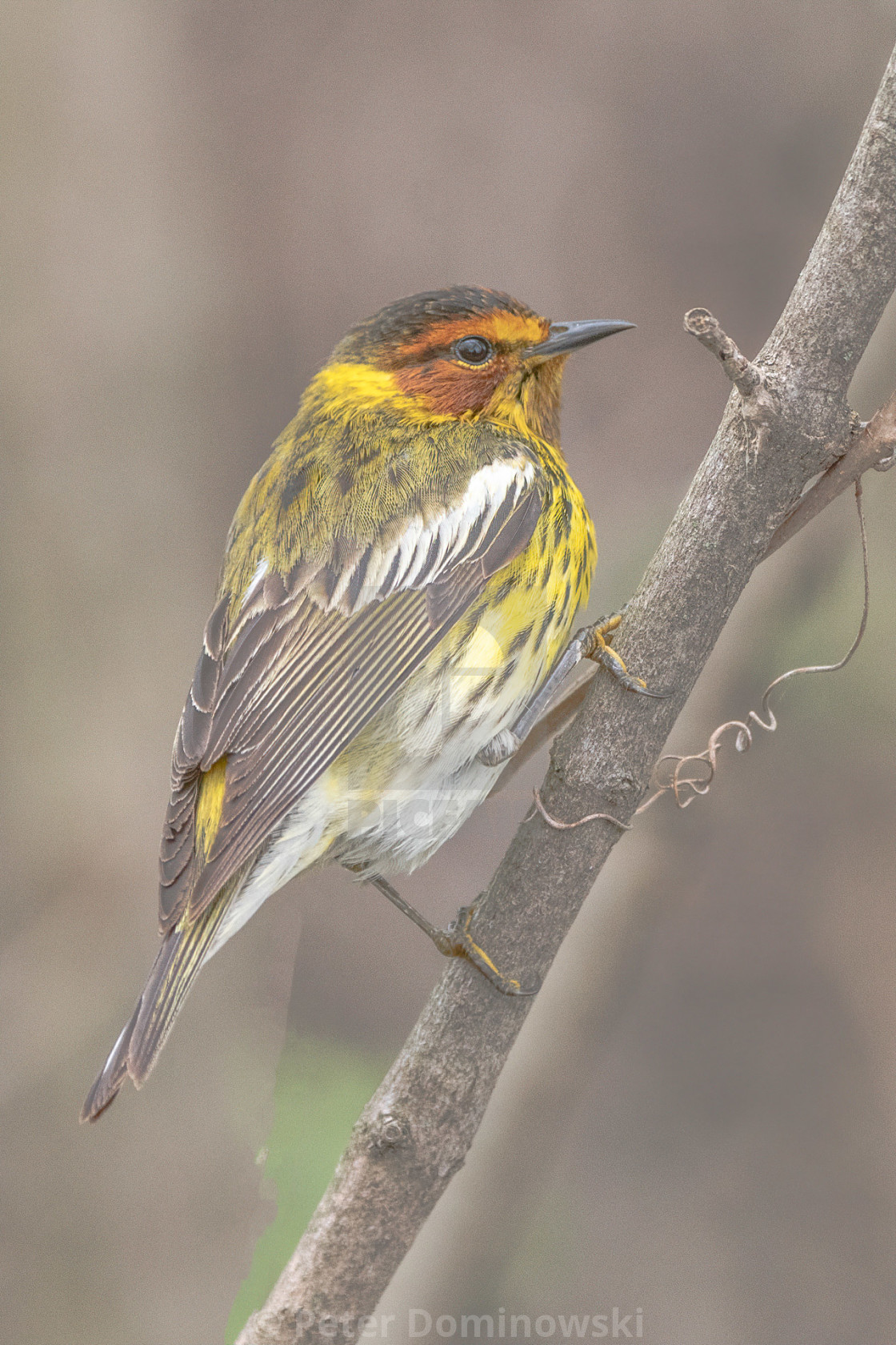 "Cape May Warbler" stock image