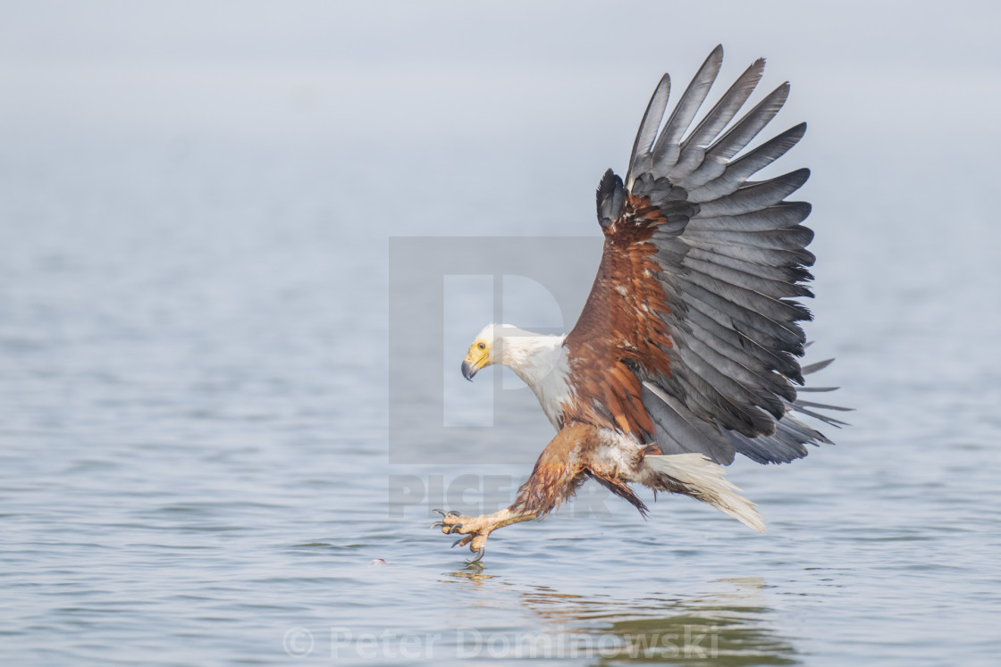 "African Fish Eagle" stock image