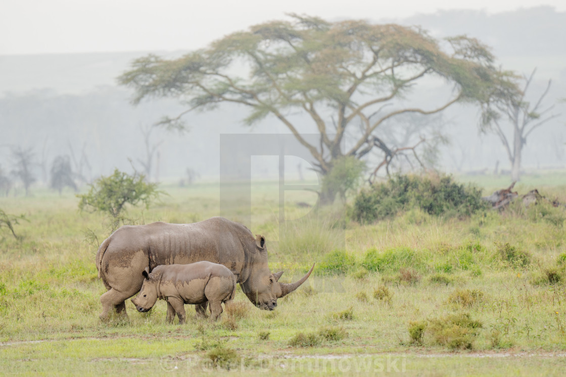 "Rhino Mother and Baby" stock image