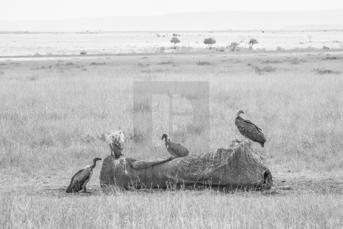 "Vulture and Elephant" stock image