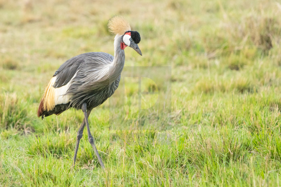 "Grey Crowned Crane" stock image