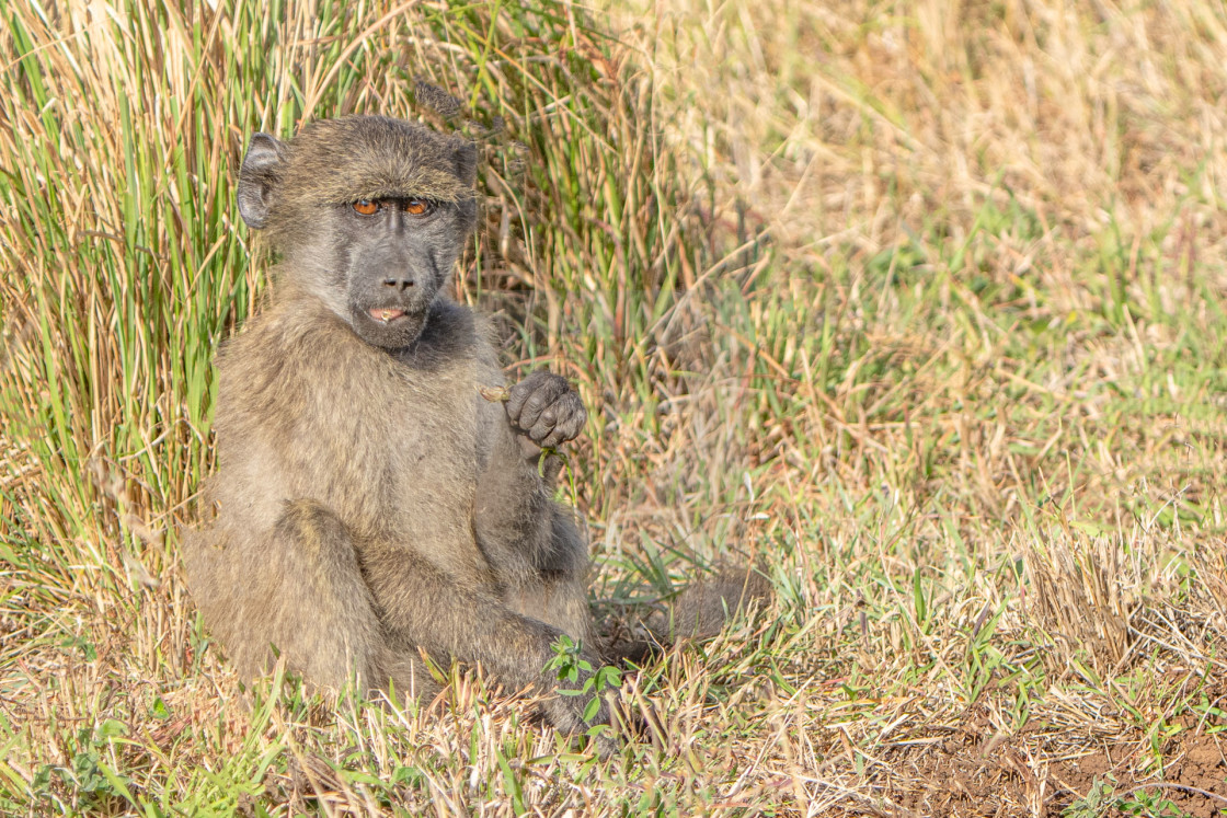 "Baboon Youngster" stock image