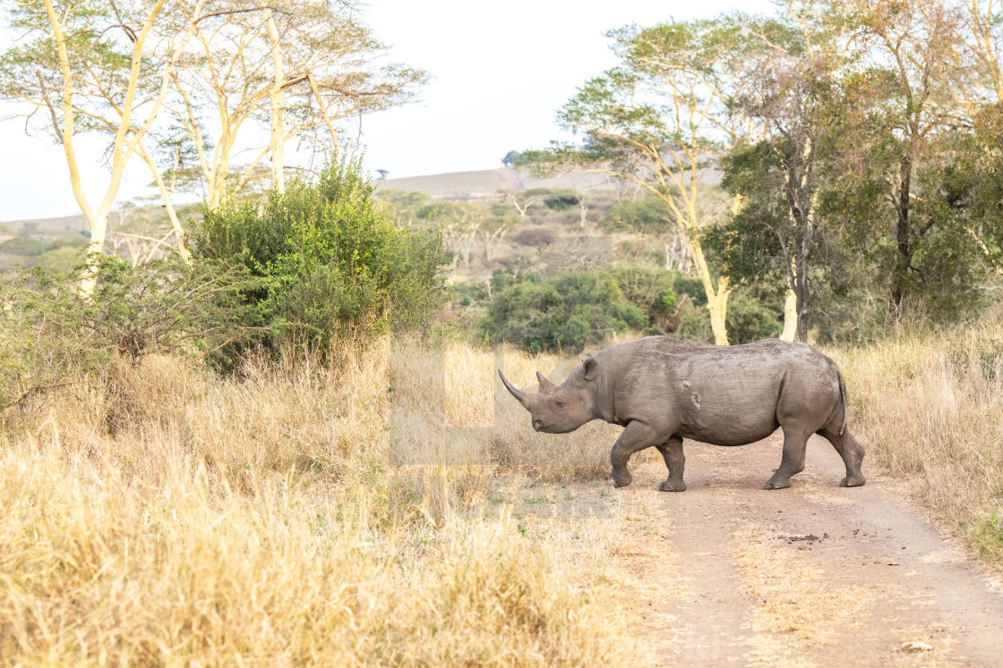 "Rhino Road Crossing" stock image