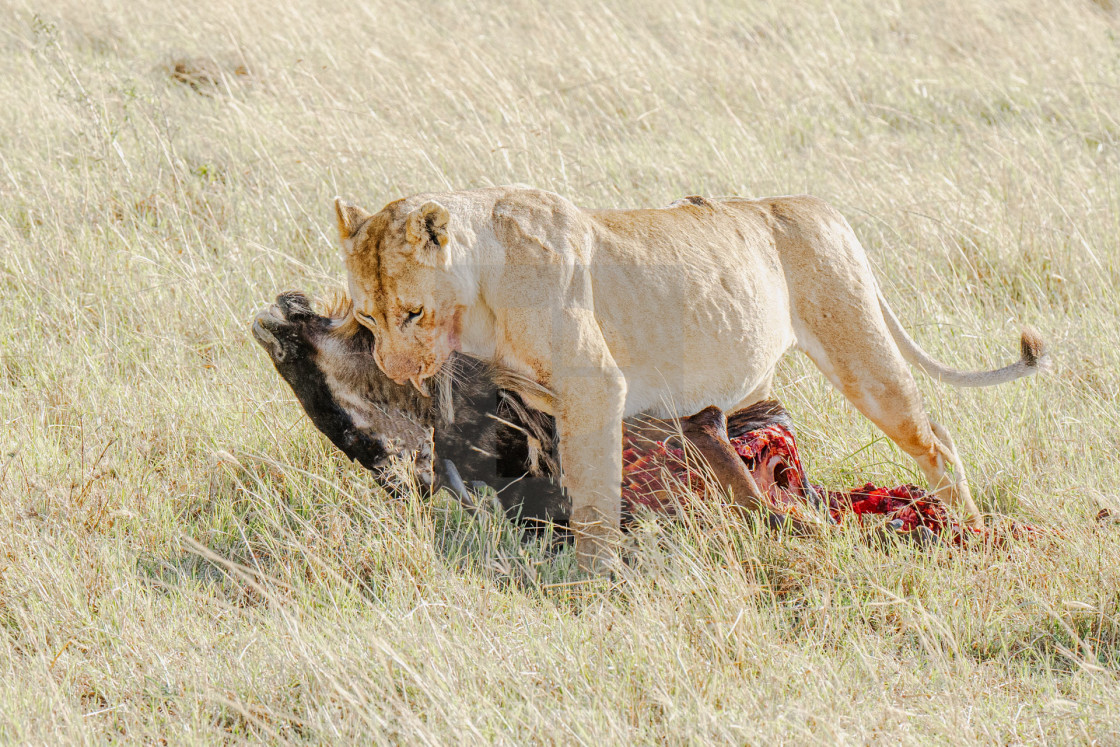 "Lioness Wildebeest Kill" stock image