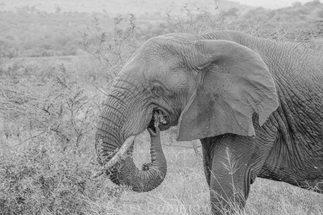 "Elephant Eating" stock image