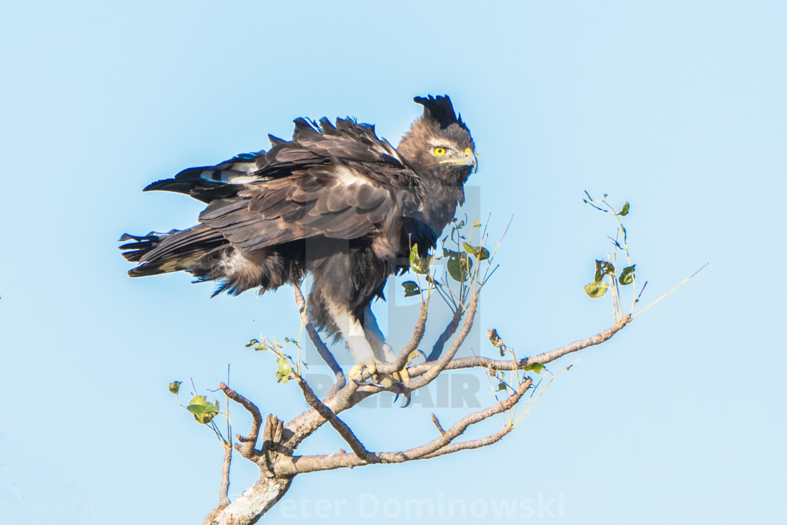 "Long Crested Eagle" stock image