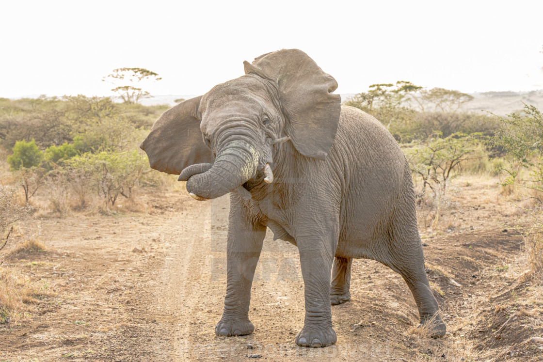 "Elephant About to Charge" stock image