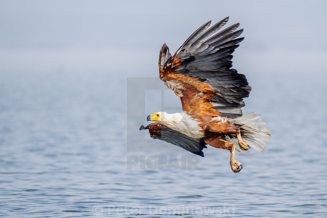 "African Fish Eagle in Flight" stock image