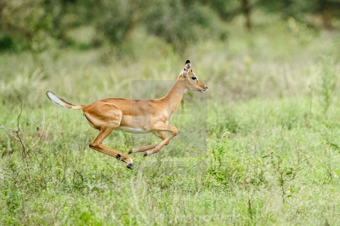 "Impala Leaping" stock image