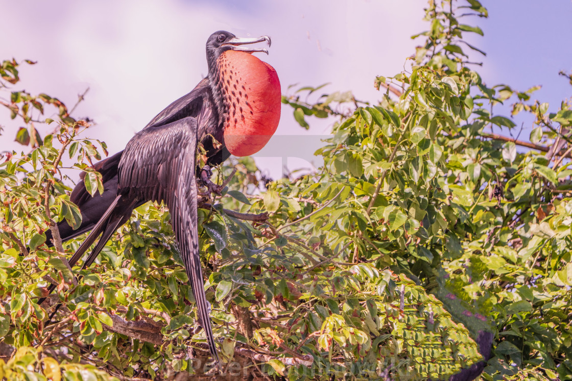 "Magnificent Frigatebird" stock image