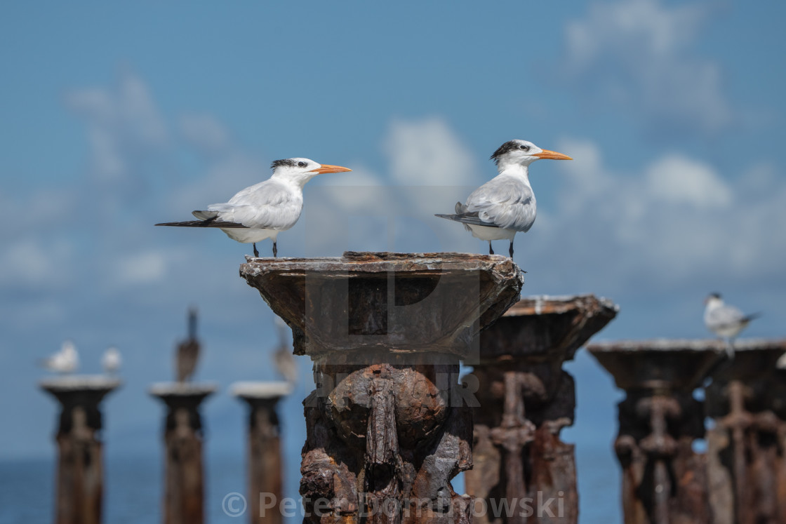 "Royal Terns on a Pedestal" stock image