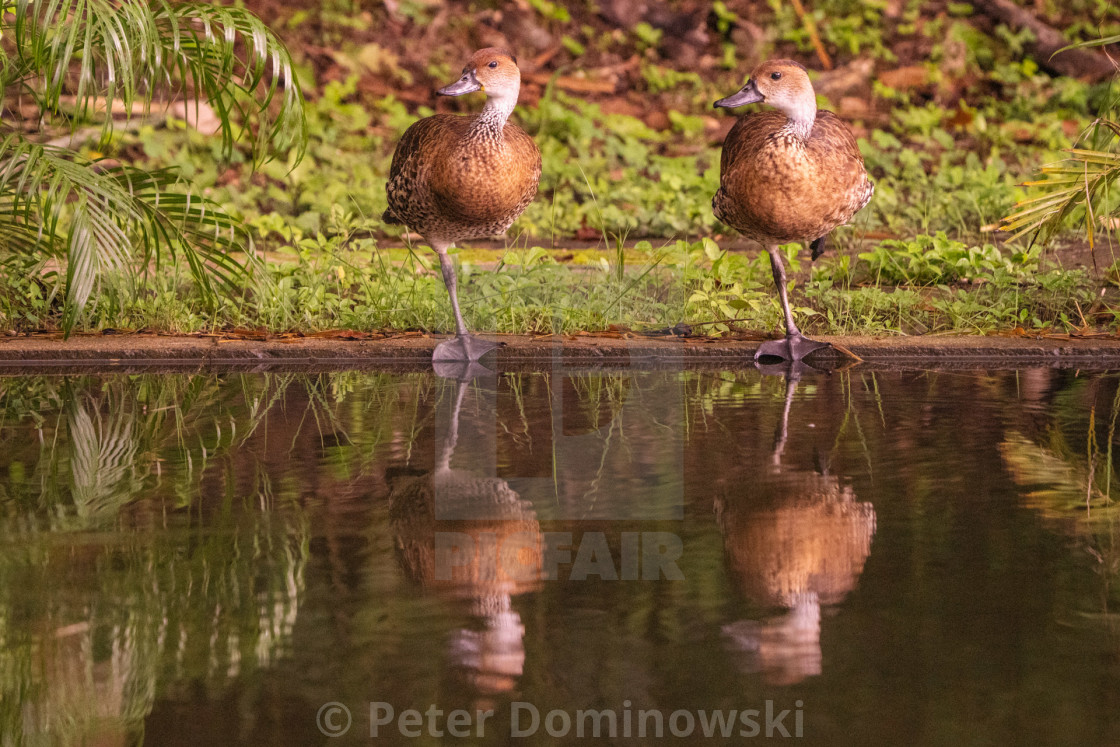 "Whistling Duck Duo" stock image