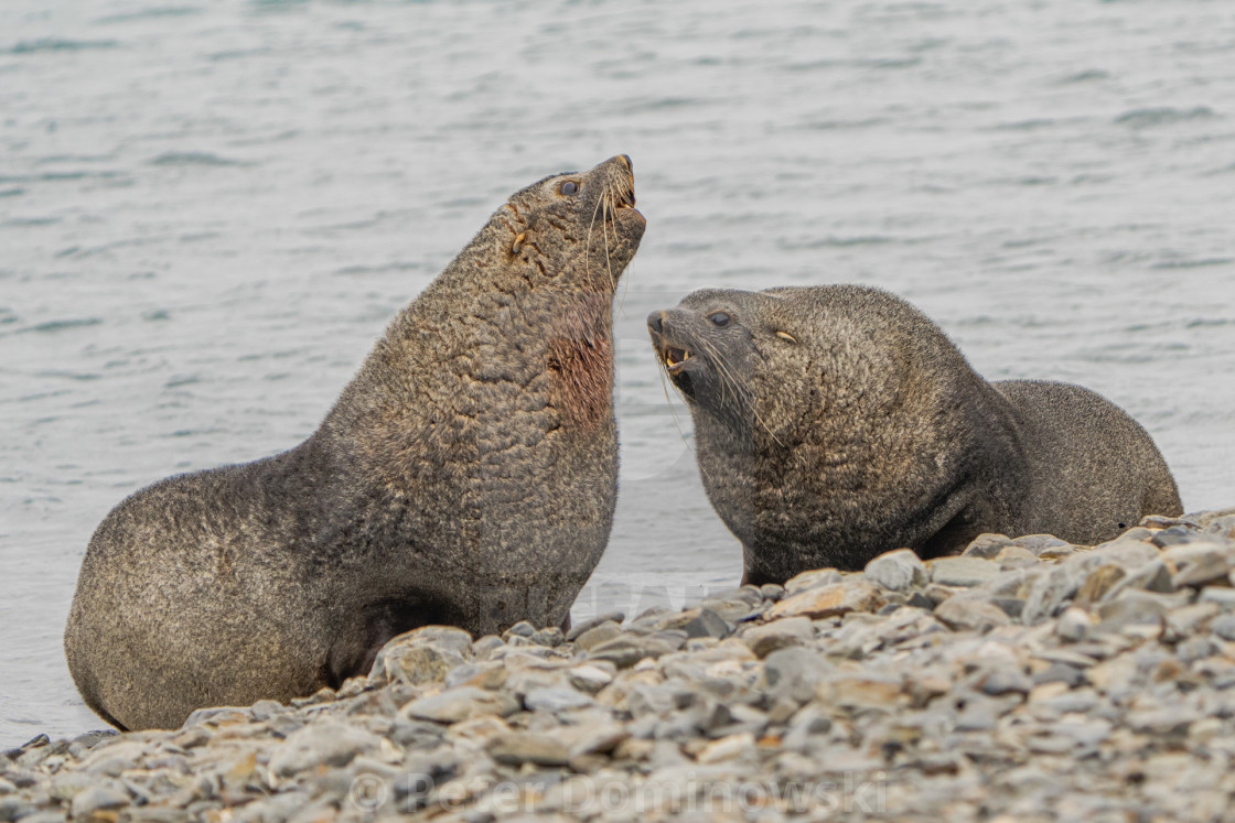 "Fur Seal Fight" stock image