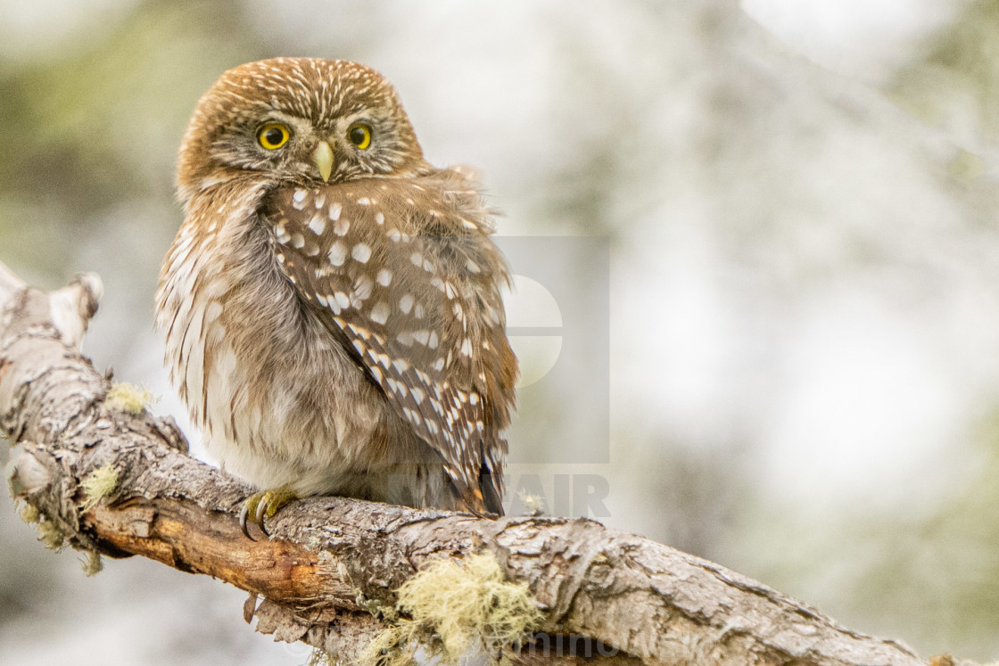 "Austral Pygmy Owl" stock image