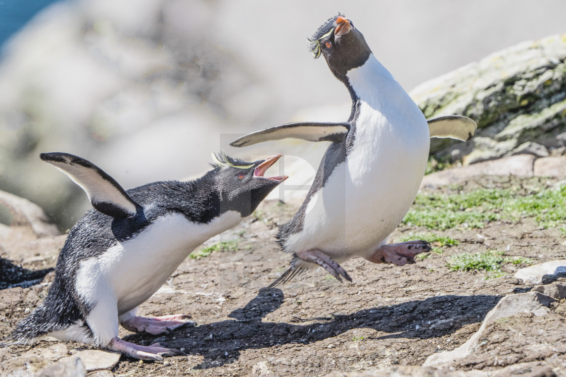 "Rockhopper Penguin Tiff" stock image