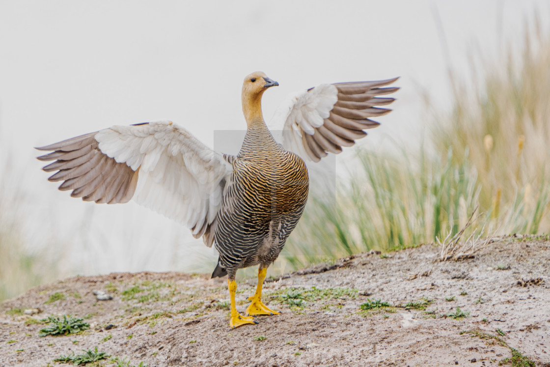 "Upland Goose" stock image