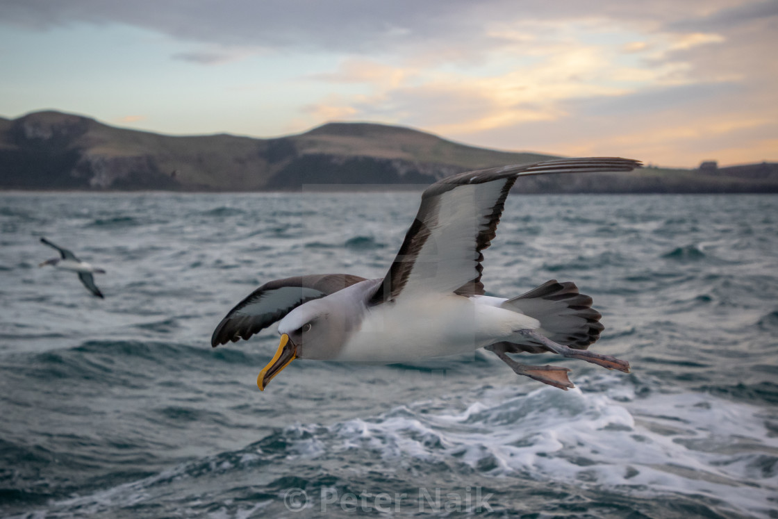 "Sunrise Buller's Albatross" by Peter Naik - $22.93 "Sunrise Buller's Albatross" stock image