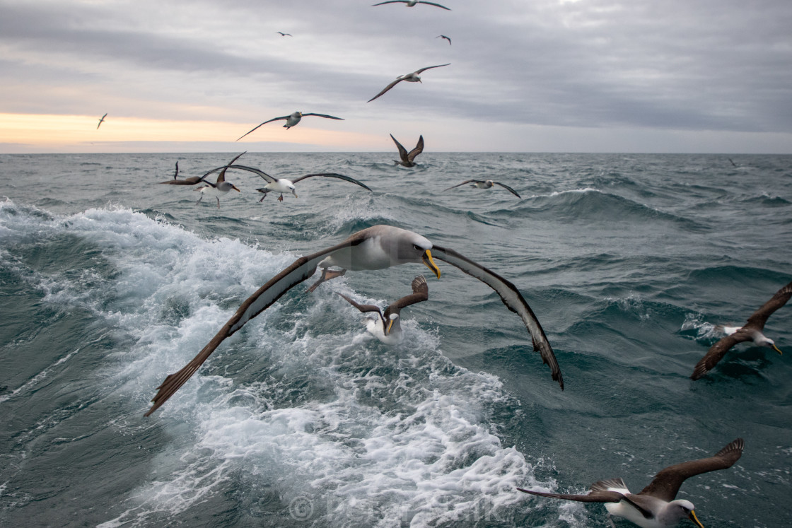 "Buller's Albatross gliding" stock image