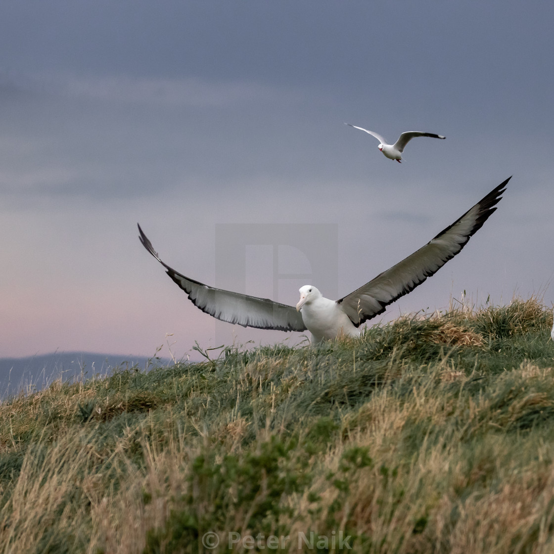 "Northern Royal Albatross takeoff" stock image