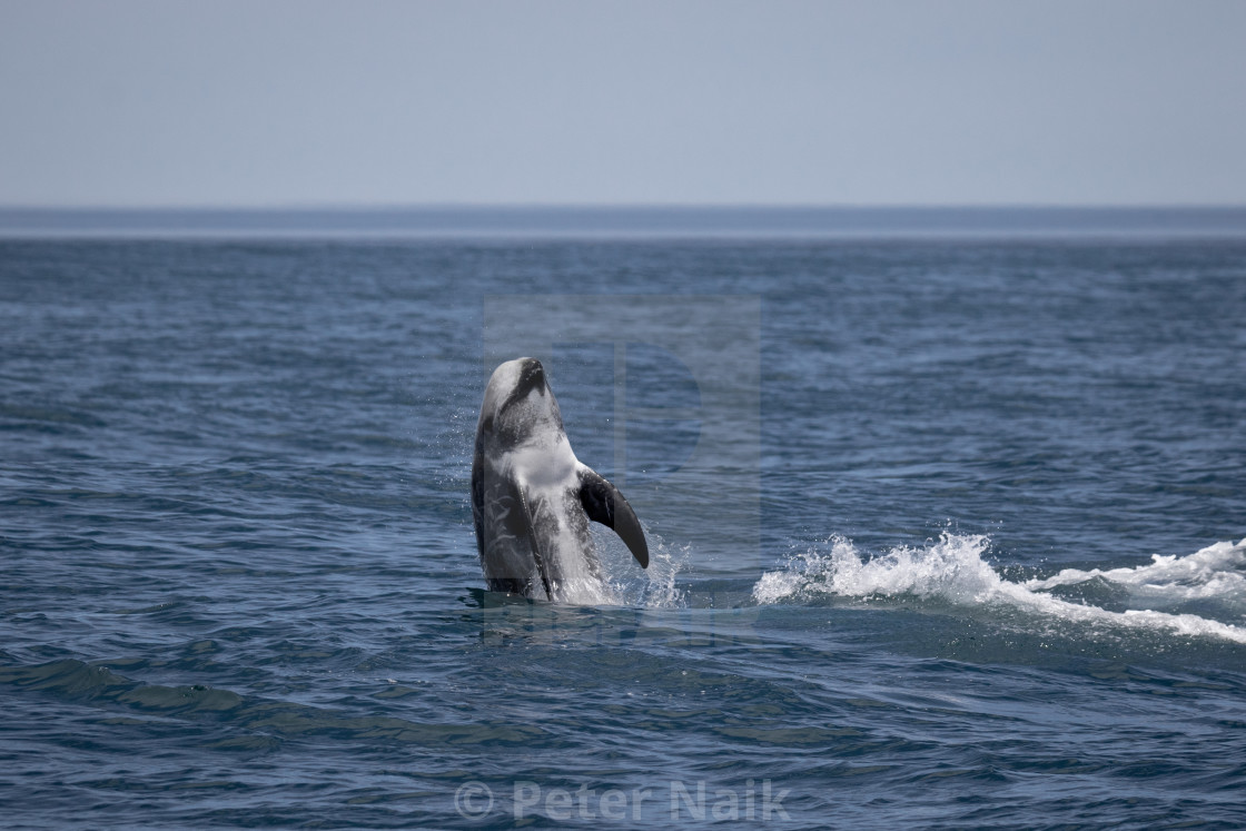 "Risso's Dolphin Leap" by Peter Naik - $22.93 "Risso's Dolphin Leap" stock image