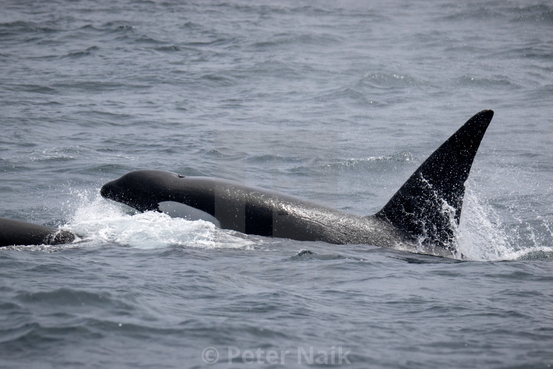 "Killer Whale Hunting" by Peter Naik - $22.93 "Killer Whale Hunting" stock image