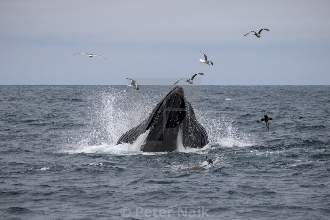 "Humpback Lunge" by Peter Naik - $22.93 "Humpback Lunge" stock image