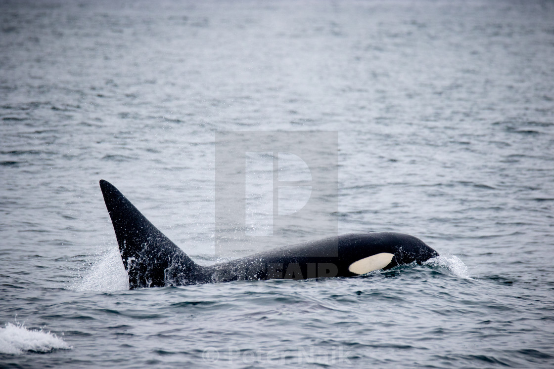 "Male Killer Whale Surfacing" by Peter Naik - $22.93 "Male Killer Whale Surfacing" stock image