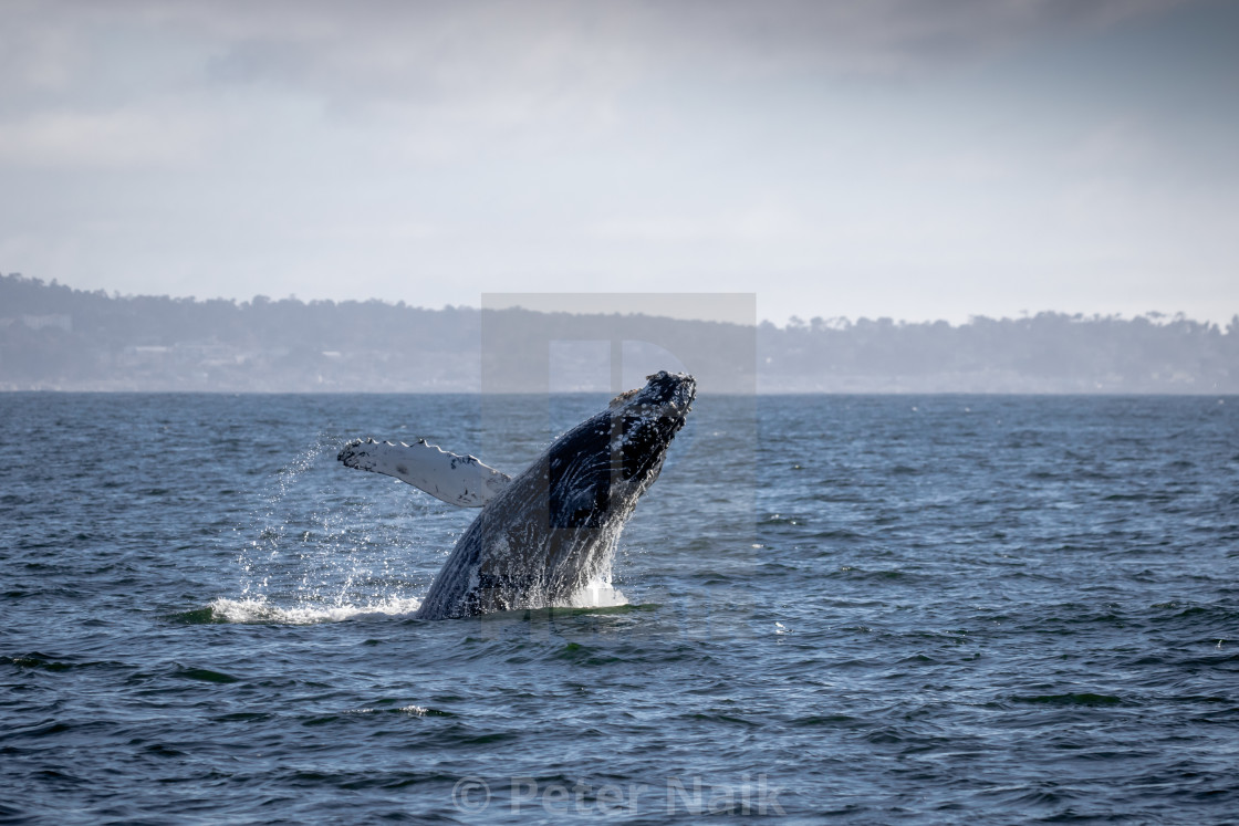 "Humpback Breach" by Peter Naik - $22.93 "Humpback Breach" stock image