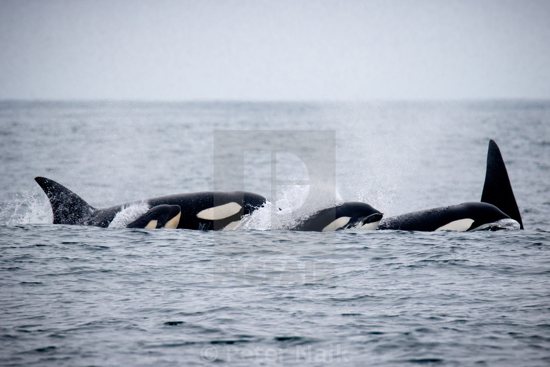 "Killer Whale Pod Travels" stock image
