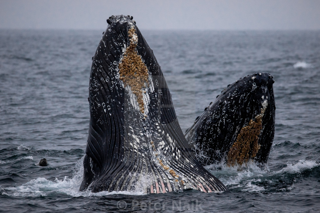 "Double Humpback Lunge" by Peter Naik - $22.93 "Double Humpback Lunge" stock image