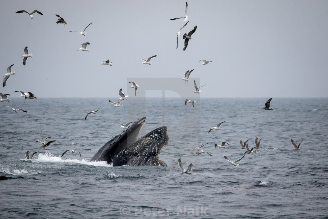 "Humpback Lunge" by Peter Naik - £15.00 "Humpback Lunge" stock image