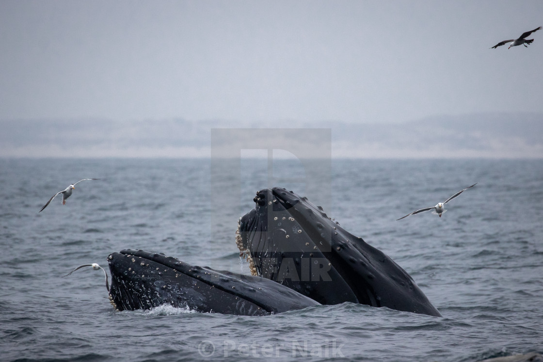 "Humpback Whale Lunge" by Peter Naik - $22.93 "Humpback Whale Lunge" stock image
