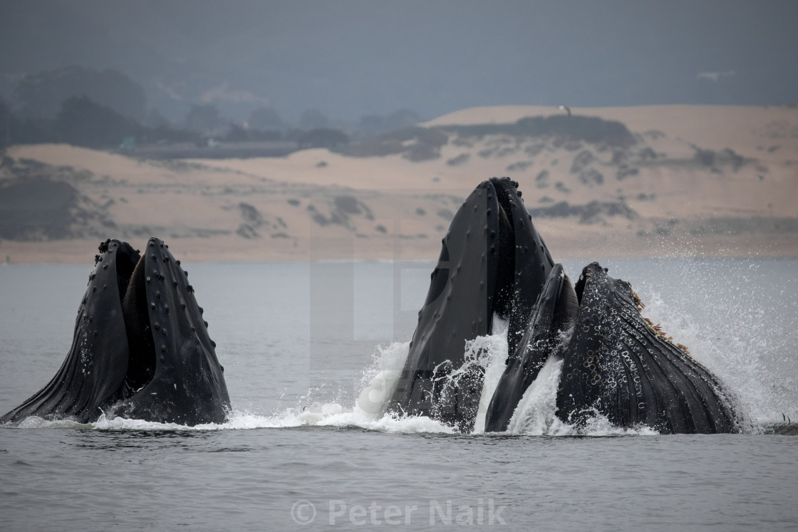"Triple Humpback Lunge" by Peter Naik - $22.93 "Triple Humpback Lunge" stock image