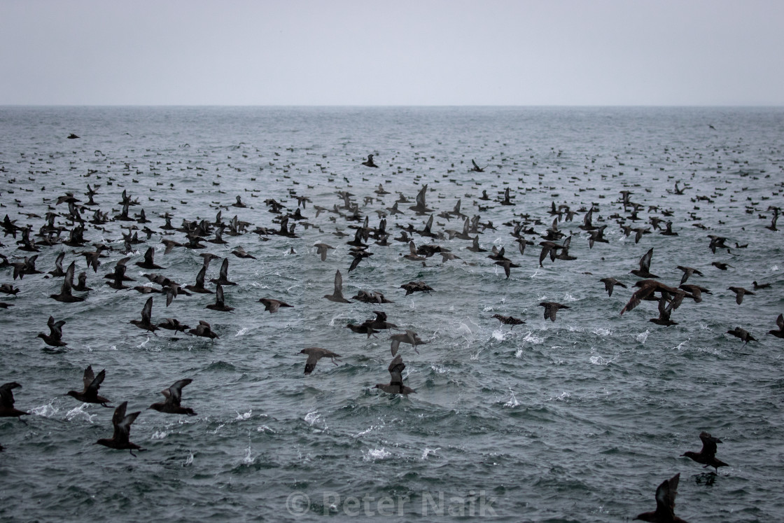 "Sooty Shearwater Migration" by Peter Naik - £15.00 "Sooty Shearwater Migration" stock image