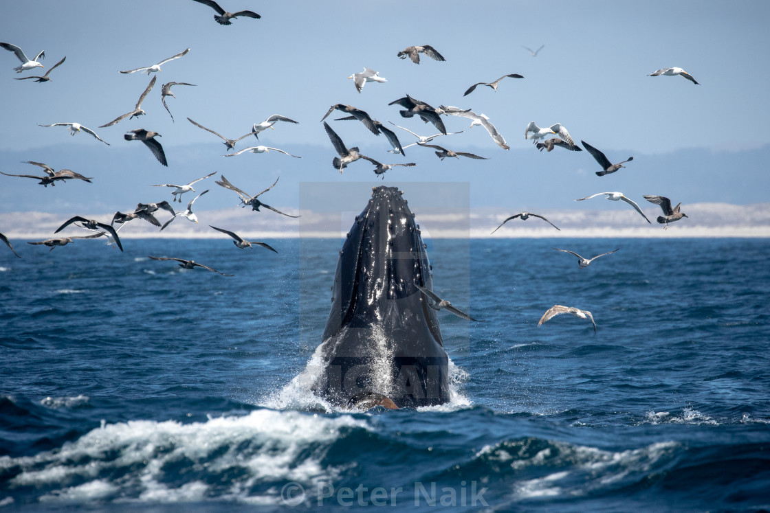 "Humpback lunge" by Peter Naik - $22.93 "Humpback lunge" stock image